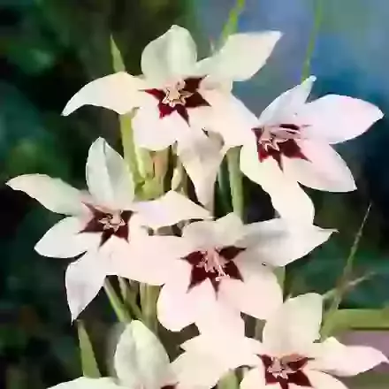 Gladiolus (Syn. Acidanthera)